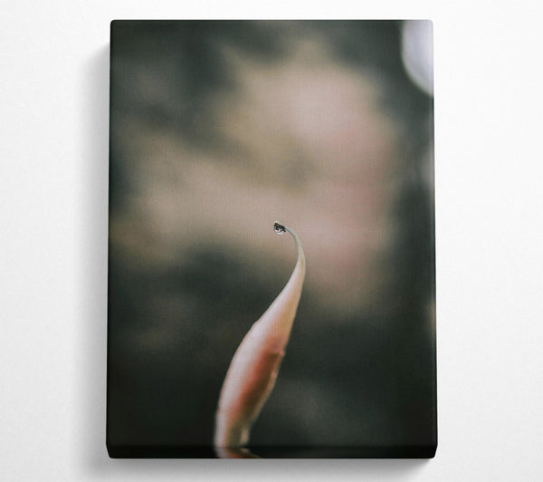  A Canvas Print of Pink Petal Dewdrop Canvas Print