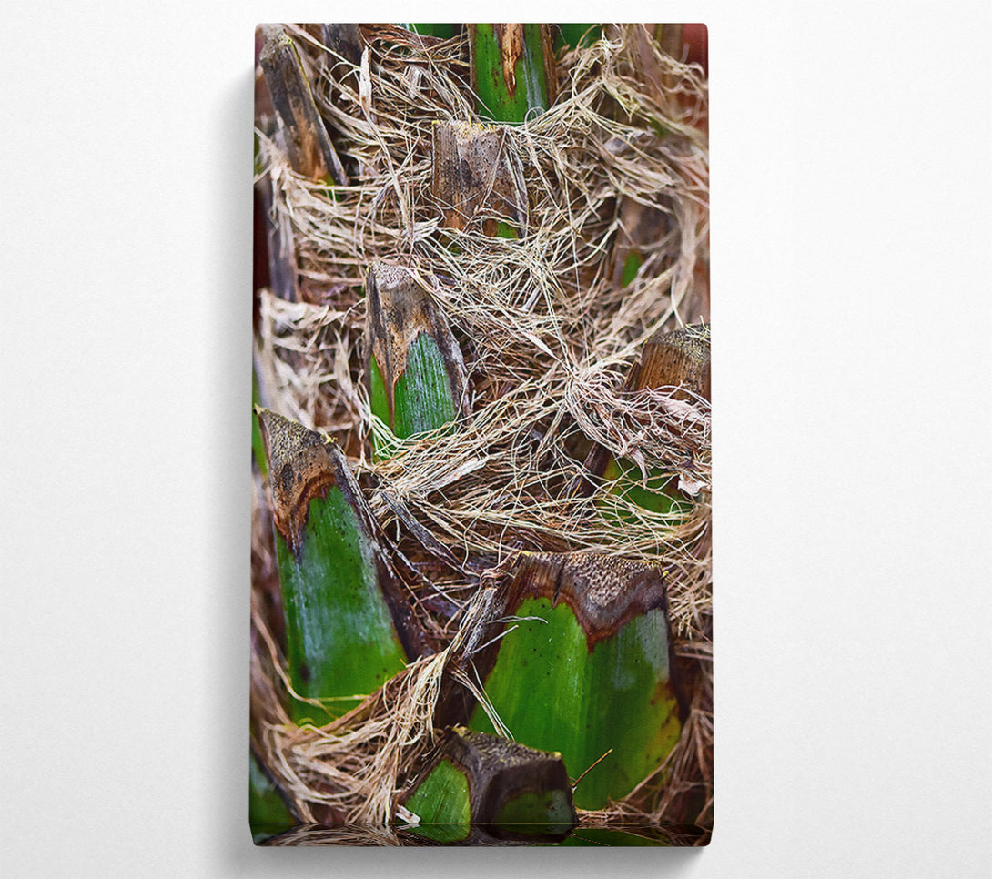  A Canvas Print of Green Palm Fibers Canvas Print