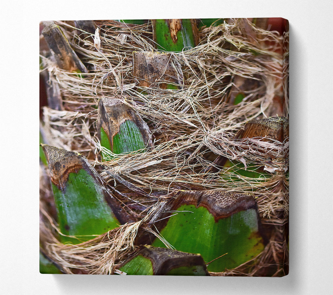  A Canvas Print of Green Palm Fibers Canvas Print