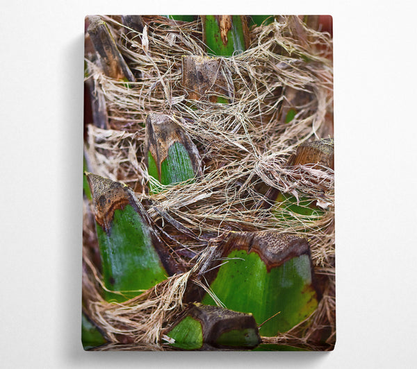  A Canvas Print of Green Palm Fibers Canvas Print