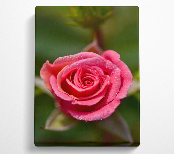  A Canvas Print of Pink Dewdrop Rose Canvas Art