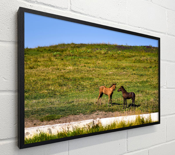 Brown Horse Meeting