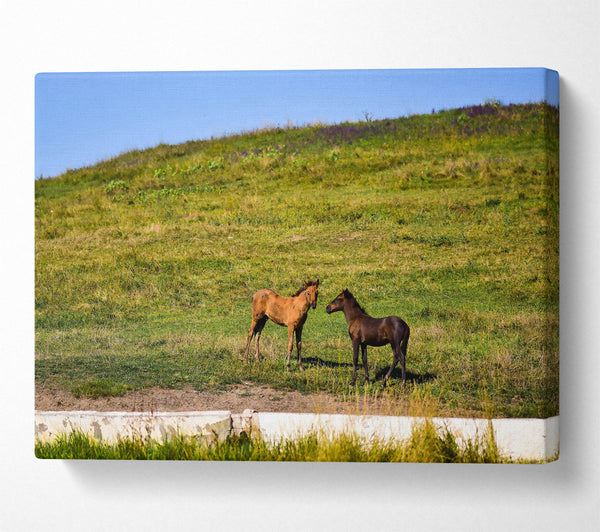  A Canvas Print of Brown Horse Meeting Canvas Art
