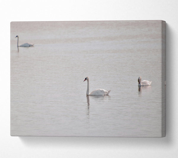  A Canvas Print of Pale Blue Swans Canvas Print