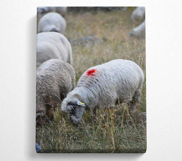  A Canvas Print of Red Marked Sheep Canvas Art