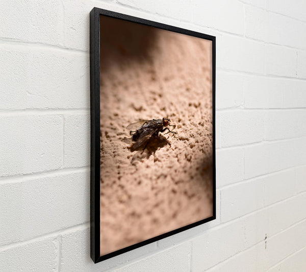 Beige Fly'S Shadow