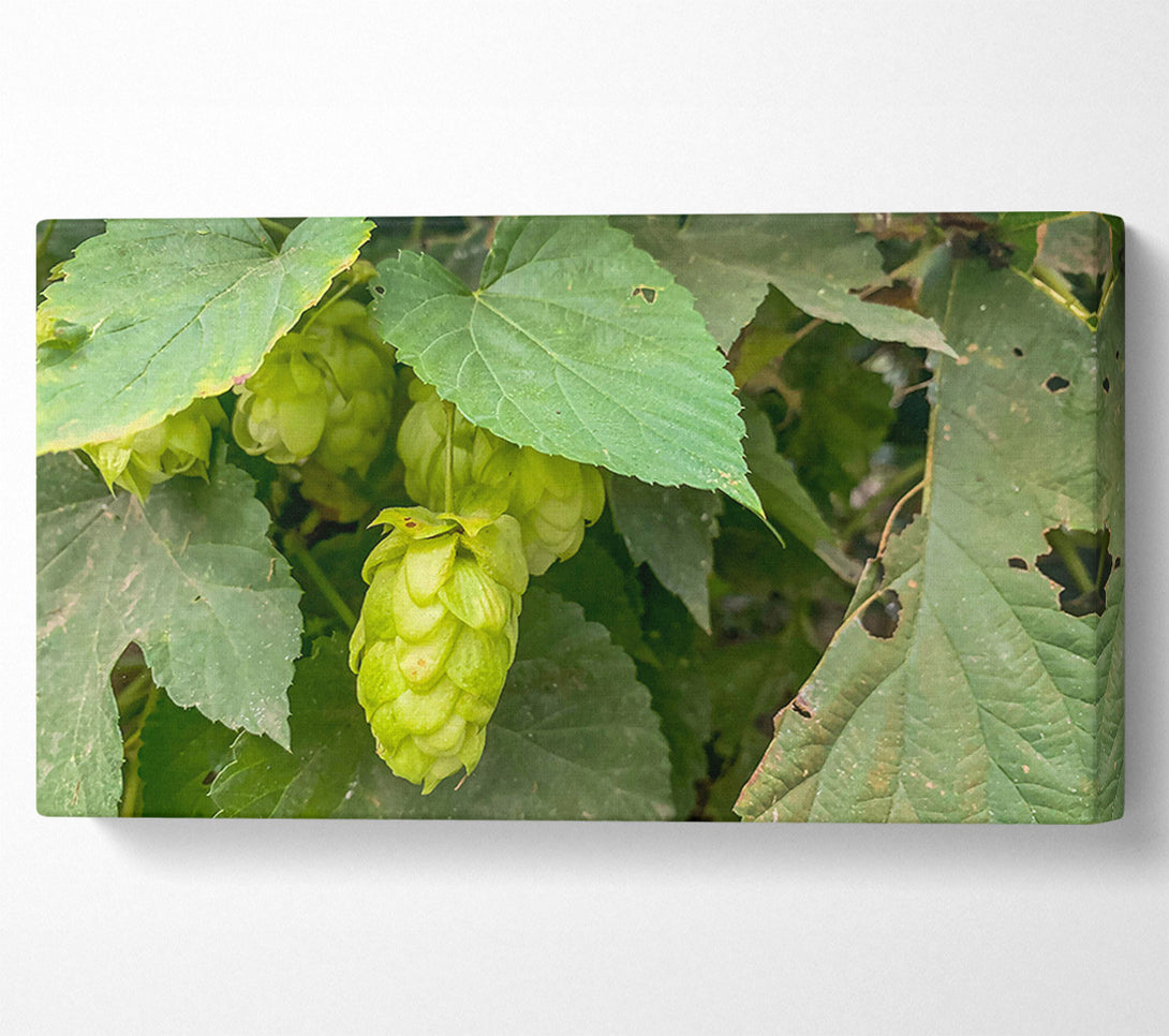  A Canvas Print of Green Hops Bloom Canvas Print