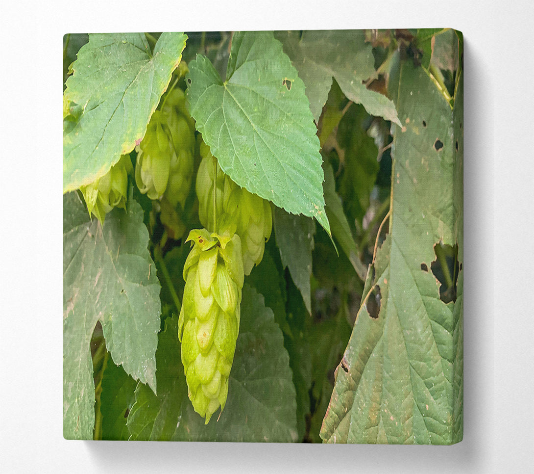  A Canvas Print of Green Hops Bloom Canvas Print