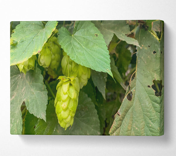  A Canvas Print of Green Hops Bloom Canvas Print
