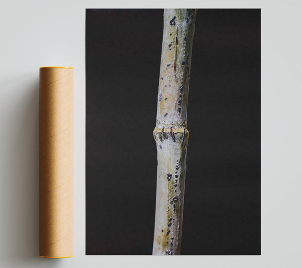 The White Twig Poster