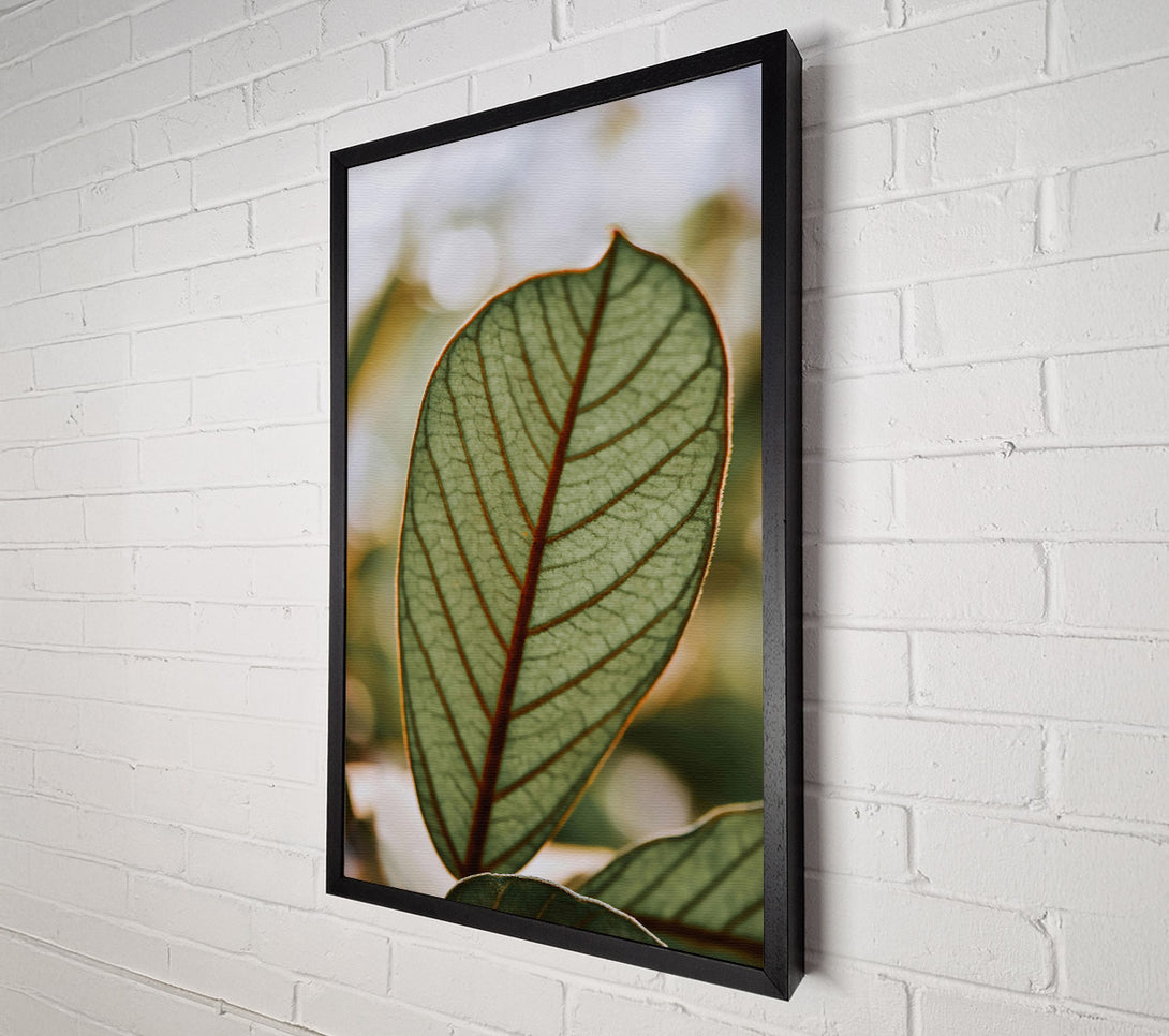  A Canvas Print of Green Veined Leaf Canvas Print