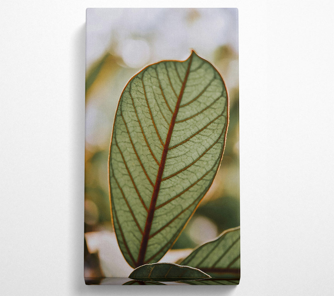  A Canvas Print of Green Veined Leaf Canvas Print