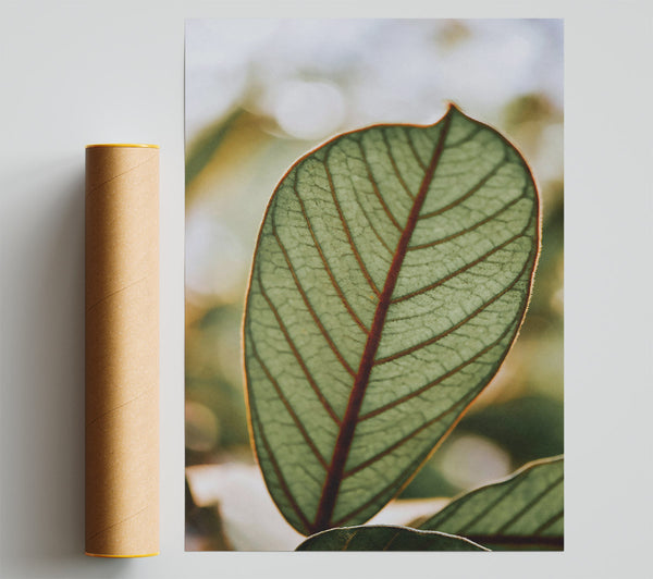 Green Veined Leaf Print