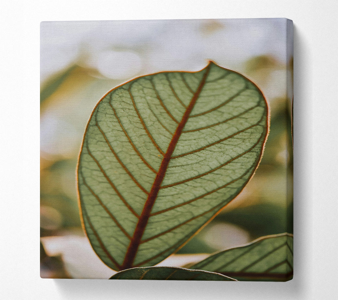  A Canvas Print of Green Veined Leaf Canvas Print