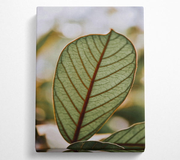  A Canvas Print of Green Veined Leaf Canvas Print