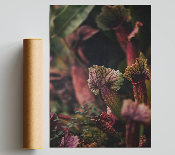 Crimson Pitcher Plants Giclee Print