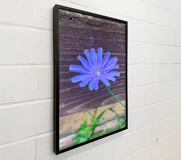 Blue Flower Bloom