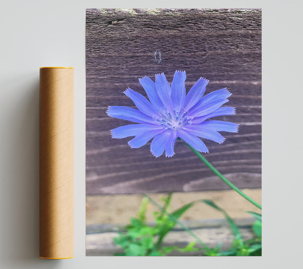 Blue Flower Bloom Poster
