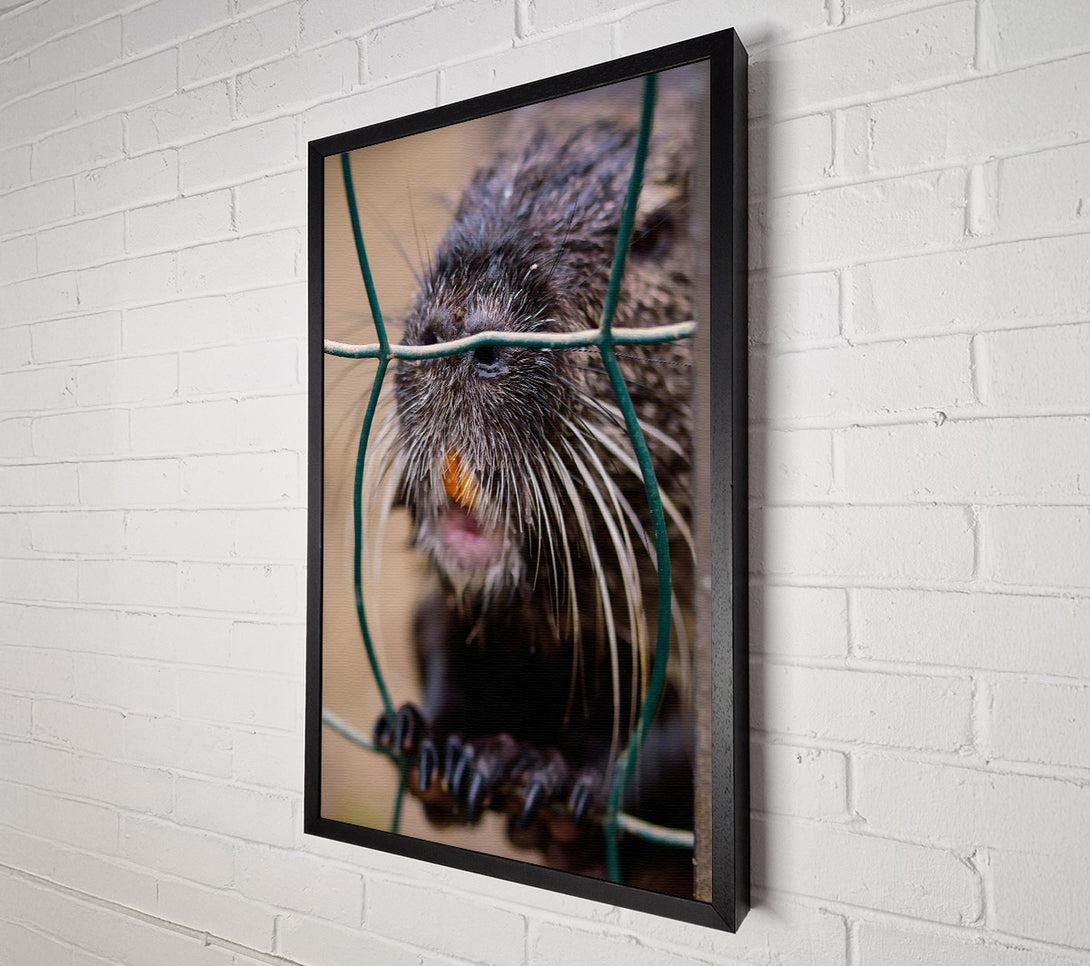  A Canvas Print of Green And Black Whiskered Bite Canvas Wall Art
