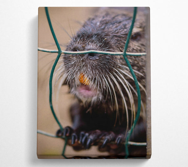  A Canvas Print of Green And Black Whiskered Bite Canvas Wall Art