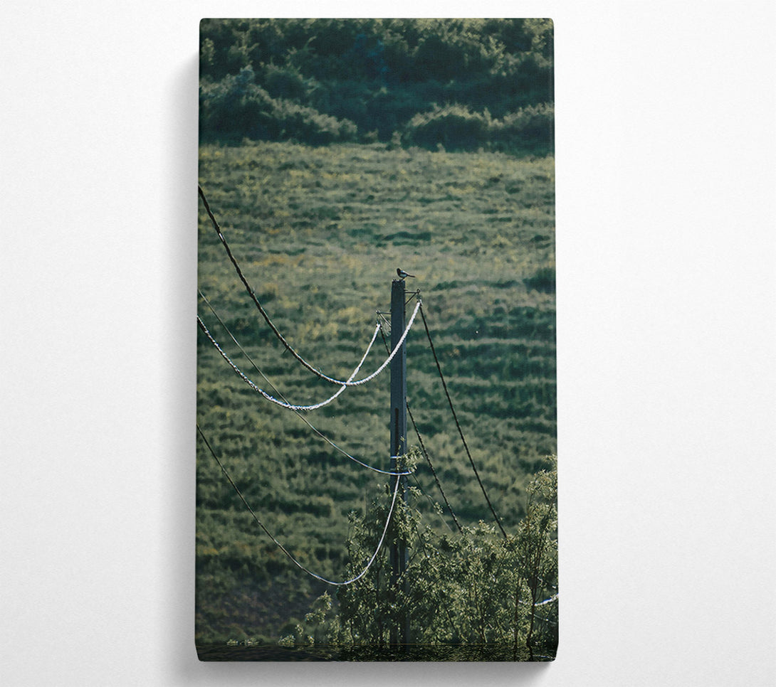  A Canvas Print of Green Wires And A Bird. Canvas Wall Art