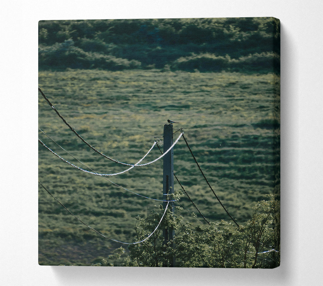  A Canvas Print of Green Wires And A Bird. Canvas Wall Art