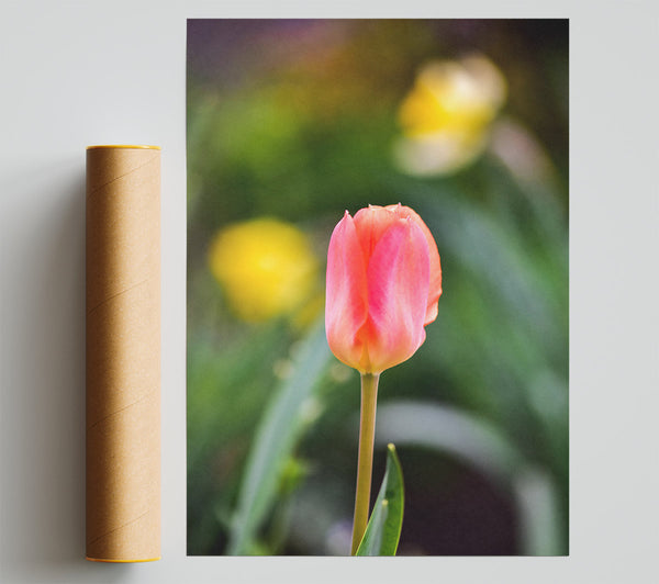 Blushing Pink Tulip Bloom Giclee Print