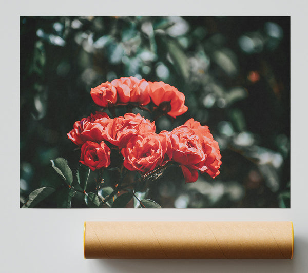 Crimson Rose Cluster Poster