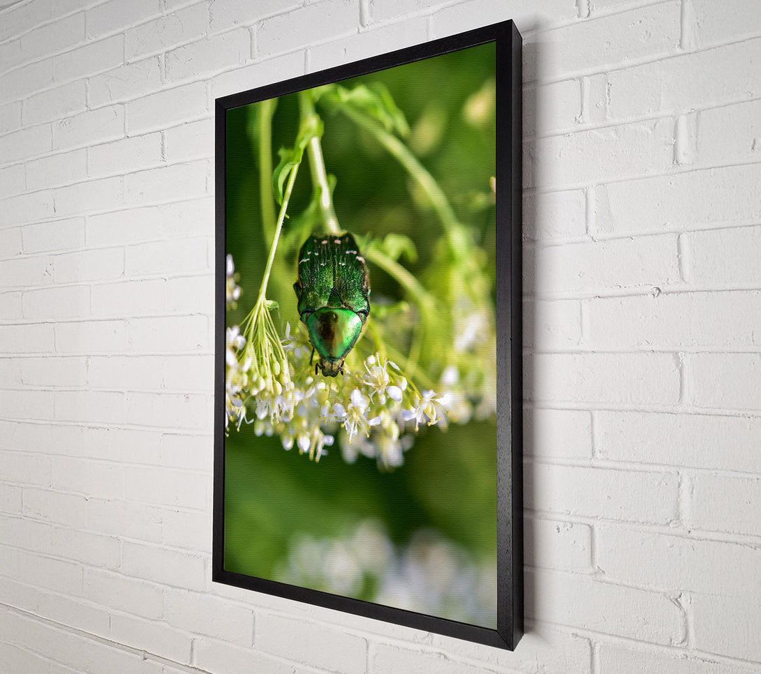  A Canvas Print of Emerald Beetle Bloom Canvas Print