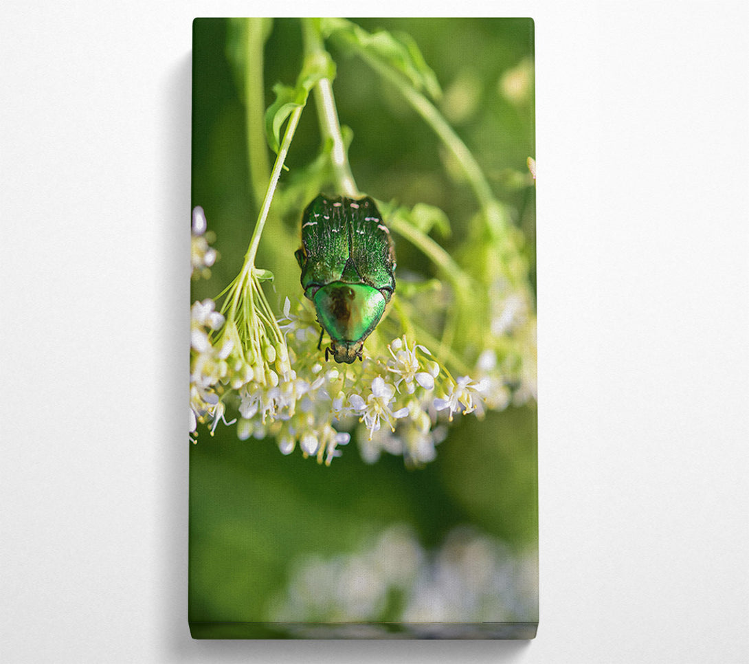  A Canvas Print of Emerald Beetle Bloom Canvas Print