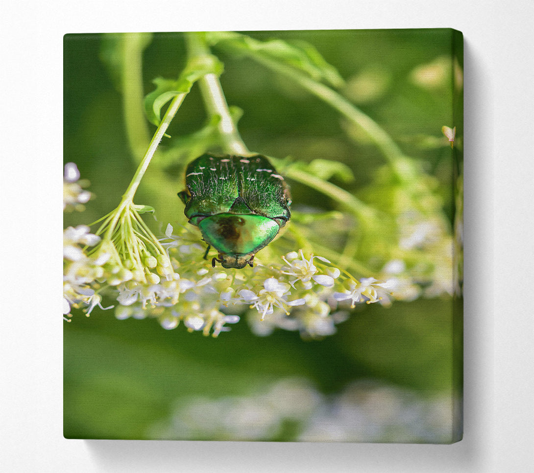  A Canvas Print of Emerald Beetle Bloom Canvas Print