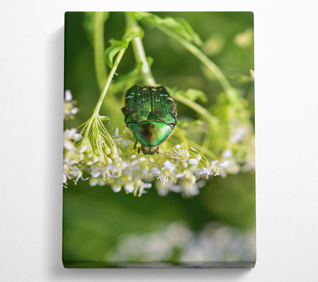  A Canvas Print of Emerald Beetle Bloom Canvas Print