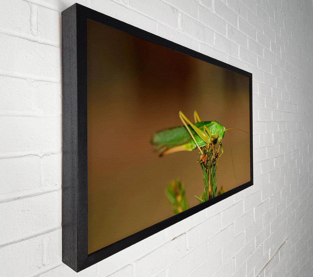  A Canvas Print of Emerald Grasshopper Perch Canvas Wall Art