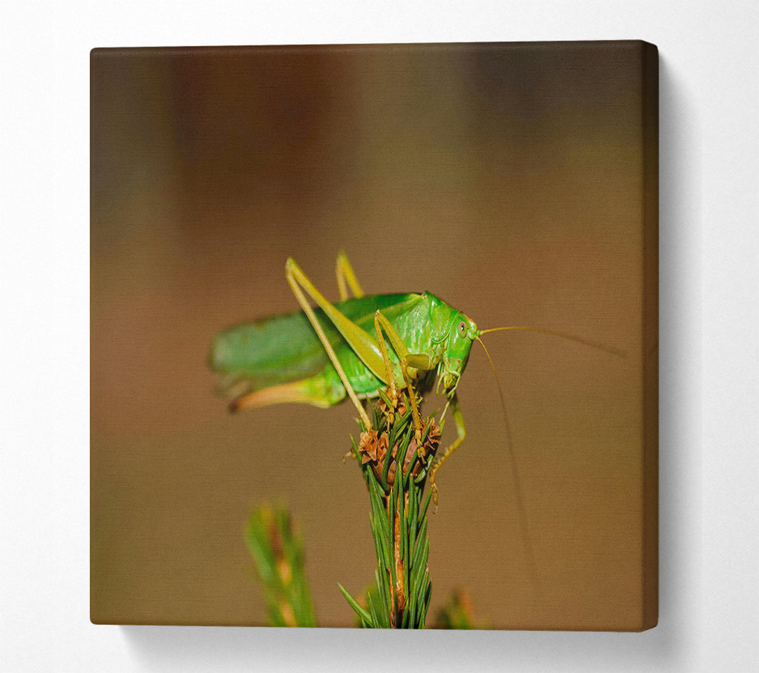  A Canvas Print of Emerald Grasshopper Perch Canvas Wall Art