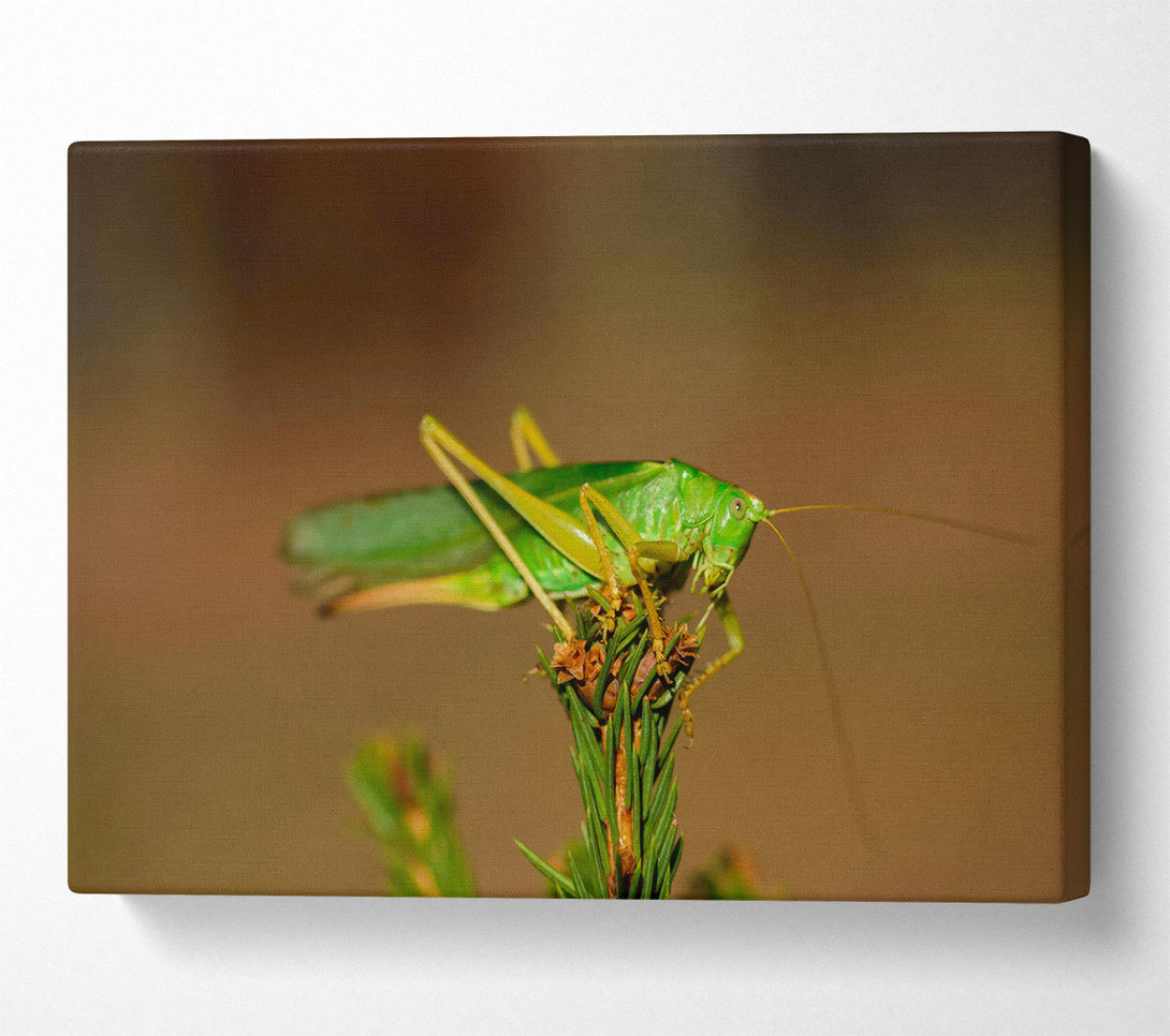  A Canvas Print of Emerald Grasshopper Perch Canvas Wall Art