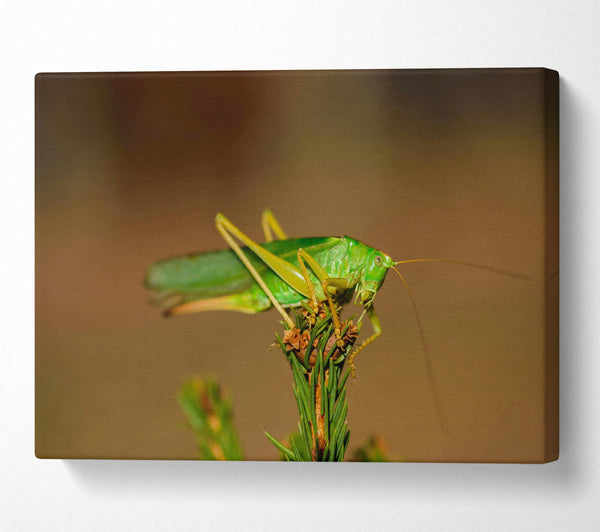  A Canvas Print of Emerald Grasshopper Perch Canvas Wall Art