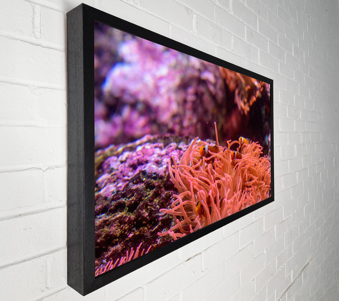  A Canvas Print of Coral Reef Orange Canvas Print