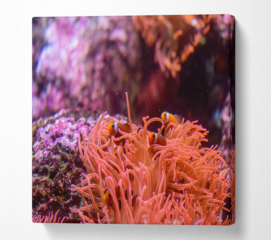  A Canvas Print of Coral Reef Orange Canvas Print
