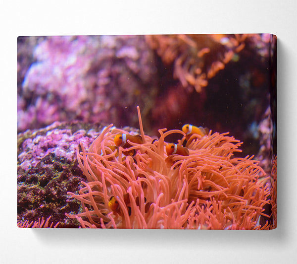  A Canvas Print of Coral Reef Orange Canvas Print