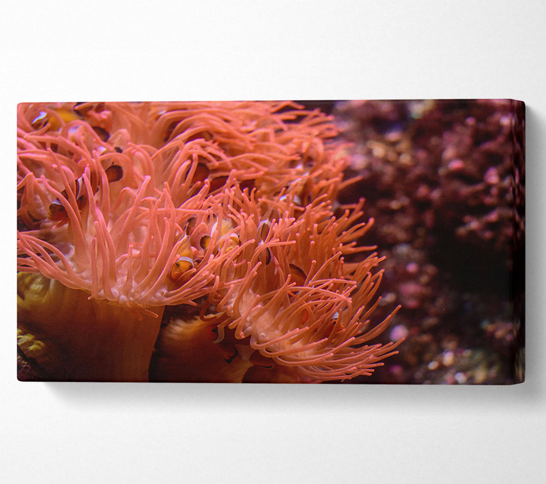  A Canvas Print of Coral Reef Embrace Canvas Art