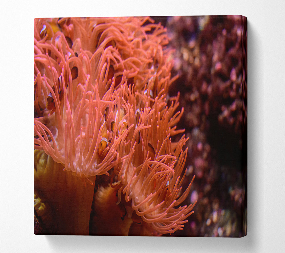  A Canvas Print of Coral Reef Embrace Canvas Art