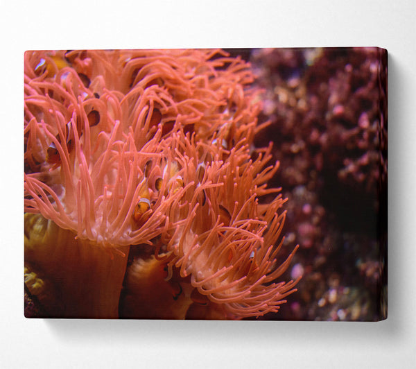  A Canvas Print of Coral Reef Embrace Canvas Art