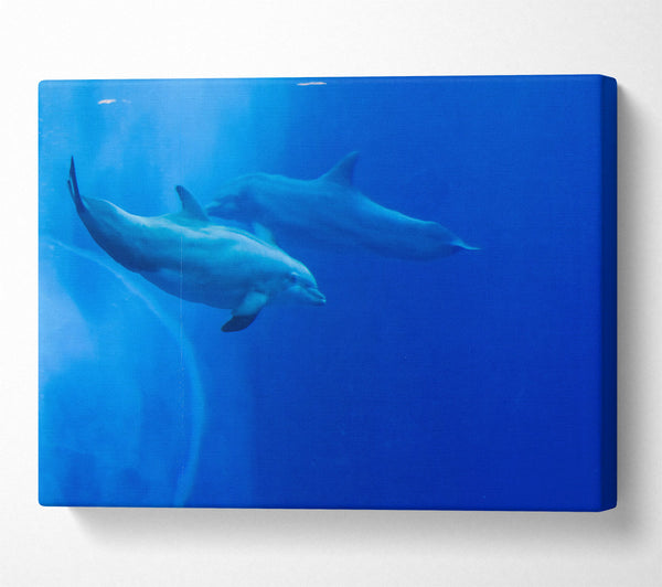  A Canvas Print of Blue Dolphin Dive Canvas Wall Art