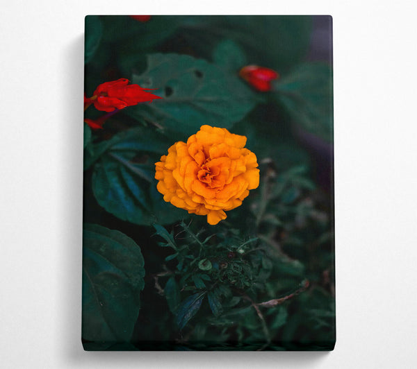 A Canvas Print of Orange Bloom In Green Canvas Art