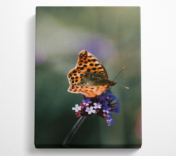  A Canvas Print of Orange Spotted Beauty Canvas Print