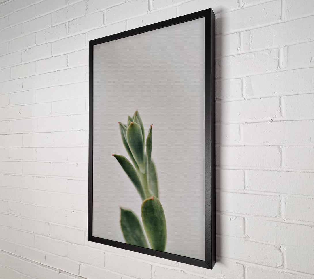  A Canvas Print of Green Succulent Sprout Canvas Print
