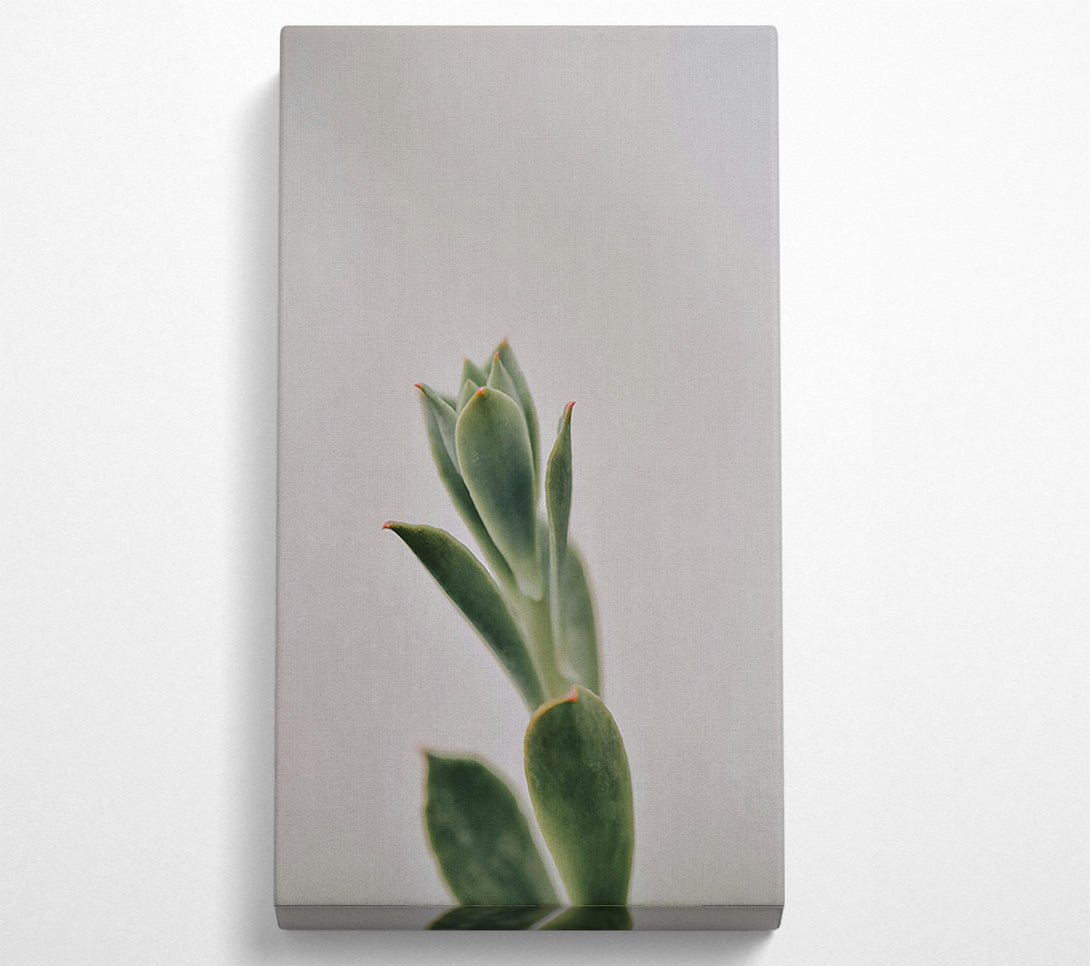  A Canvas Print of Green Succulent Sprout Canvas Print