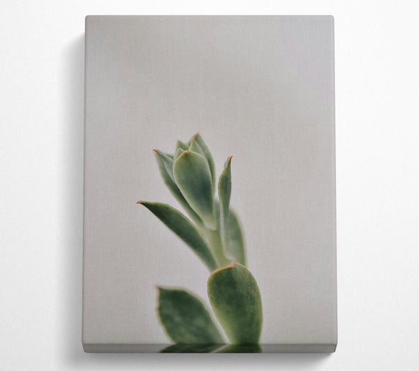  A Canvas Print of Green Succulent Sprout Canvas Print