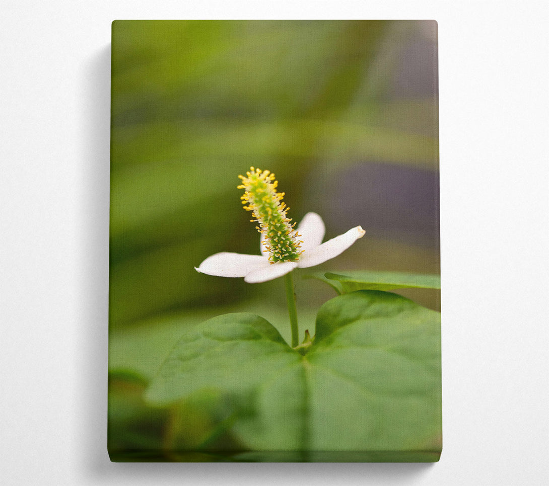  A Canvas Print of White Bloom In Green Canvas Print