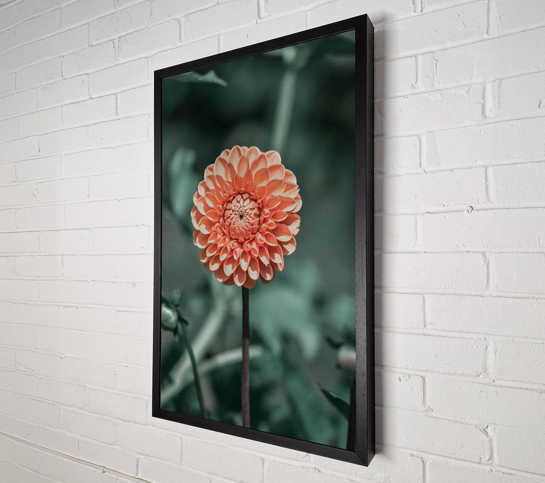  A Canvas Print of Peach Bloom Beauty Canvas Art